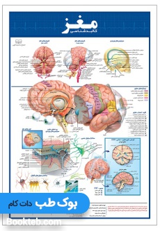 پوستر کالبدشناسی مغز