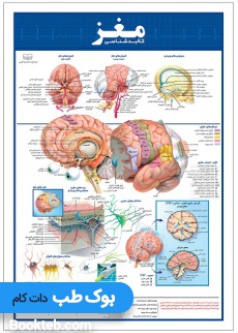 brain_anatomy_poster