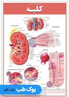 kidney_anatomy_poster