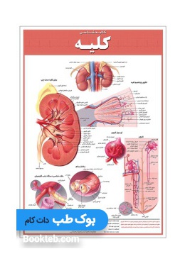 kidney_anatomy_poster